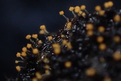 Stigmatella