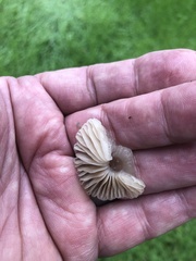 Marasmius albogriseus