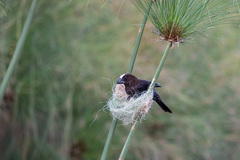 Amblyospiza albifrons
