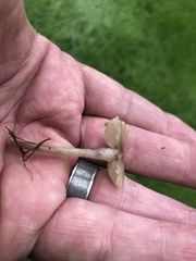 Marasmius albogriseus