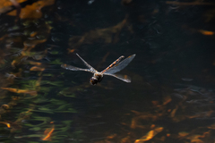 Hesperocordulia berthoudi