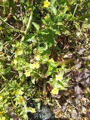 Erythranthe moschata