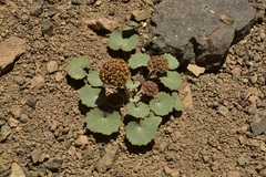 Pozoa coriacea