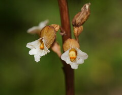 Gastrodia procera