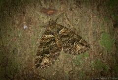 Crasilogia gressitti