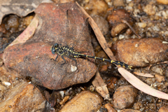 Austrogomphus collaris