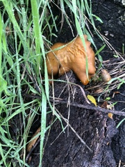 Omphalotus olivascens