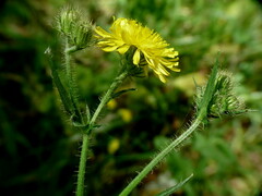 Crepis setosa