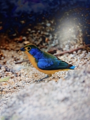 Passerina leclancherii