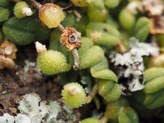 Bulbophyllum pygmaeum