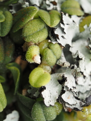Bulbophyllum pygmaeum