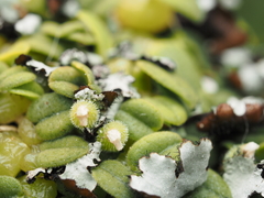 Bulbophyllum pygmaeum