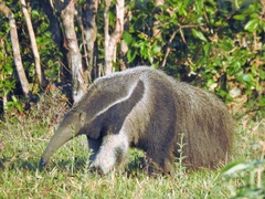 Myrmecophaga tridactyla
