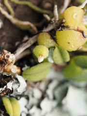 Bulbophyllum pygmaeum