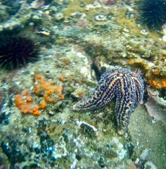 Uniophora granifera