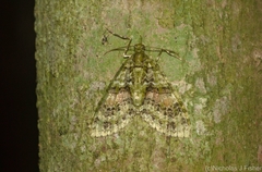 Tympanota perophora