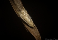 Oecophorinae