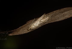 Oecophorinae