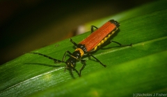 Chauliognathus atricornis