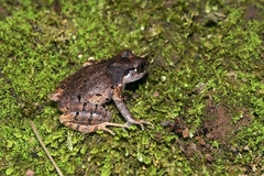 Leptobrachella ventripunctata