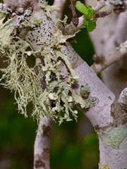 Ramalina complanata