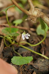Viola curtisiae