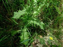 Crepis setosa