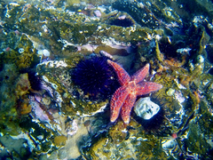 Uniophora granifera