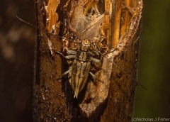 Temnosternus planiusculus