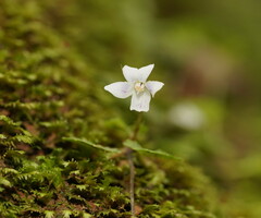 Viola curtisiae