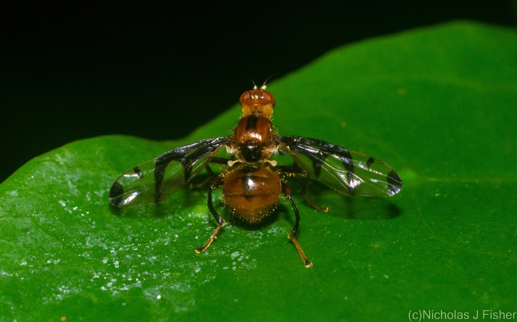 Loxoneuroides varipennis