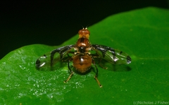 Loxoneuroides varipennis