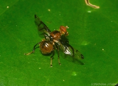 Loxoneuroides varipennis