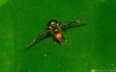 Loxoneuroides varipennis