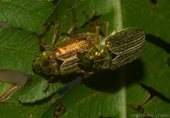 Diphucephala lineata