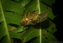 Diphucephala lineata