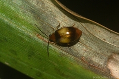 Monolepta
