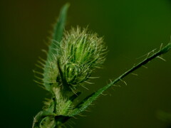 Crepis setosa
