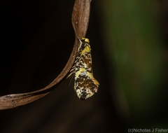 Monopis chrysogramma