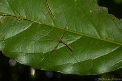 Skuseomyia eximia