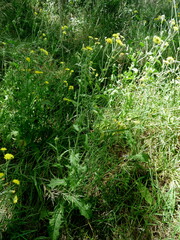 Crepis setosa