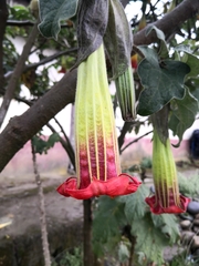 Brugmansia sanguinea