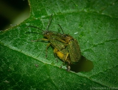 Hoplostines laporteae