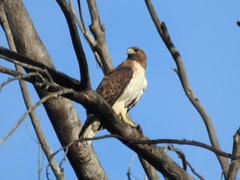 Buteo jamaicensis