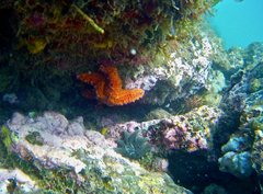 Uniophora granifera