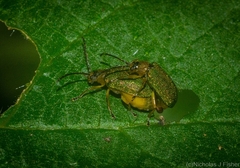 Hoplostines laporteae