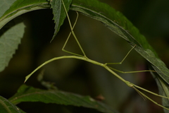 Cladoxerus