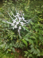 Orthosiphon aristatus