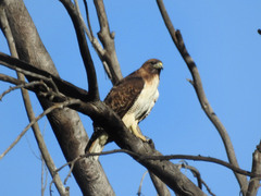 Buteo jamaicensis