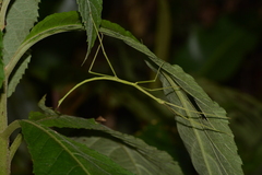 Cladoxerus